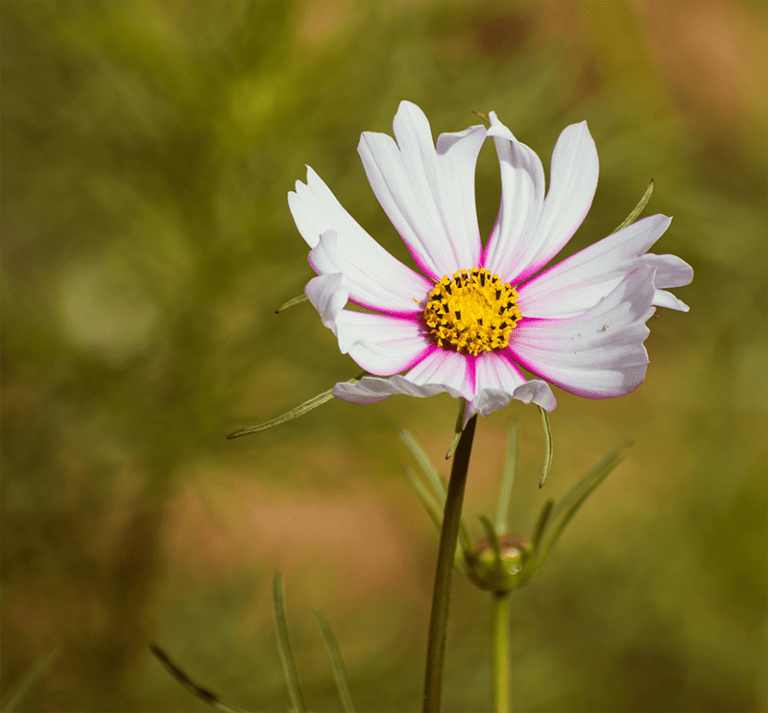 cosmea zaaien